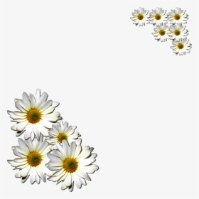 Margaritas Flowers Png , Png Download - African Daisy, Transparent Png, Transparent PNG
