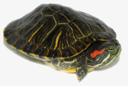 Red Eared Slider Turtles Transparent, HD Png Download, Transparent PNG