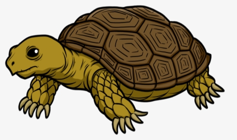 Tortoise Transparent - Tortoise Clipart, HD Png Download, Transparent PNG