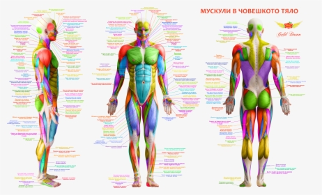 Мускули В Човешкото Тяло Body Muscles Anatomy Free - Major Muscles Of The Human Body, HD Png Download, Transparent PNG