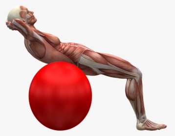 Exercise Ball, Exercise, Muscle, Muscles - Ćwiczenie Mięśni Głębokich Brzucha, HD Png Download, Transparent PNG