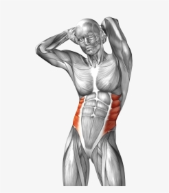 Collection Of Free Drawing Muscles Muscular System - Internal Oblique Muscle Human, HD Png Download, Transparent PNG