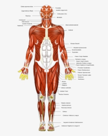 Clip Art Muscular Diagram - Muscular System Diagram Major Muscles, HD Png Download, Transparent PNG