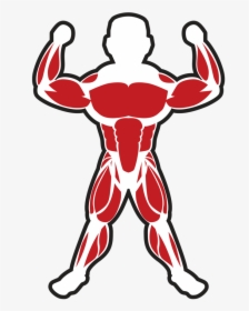 Muscles Clipart Skeletal Muscle - Skeletal Muscle Clip Art, HD Png Download, Transparent PNG