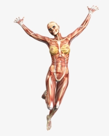 Anatomy, Female, Muscles, Skeleton, Tissue - Tecido Muscular Imagem Hd, HD Png Download, Transparent PNG