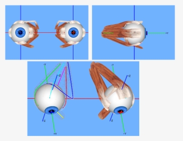 Extraocular Muscles - 3d Extraocular Muscle Model, HD Png Download, Transparent PNG