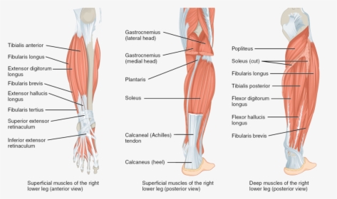Lower Leg Muscles, HD Png Download, Transparent PNG