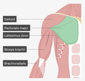 An Image Showing The Pectoralis Major Muscle Attached - Pectoralis Major, HD Png Download, Transparent PNG
