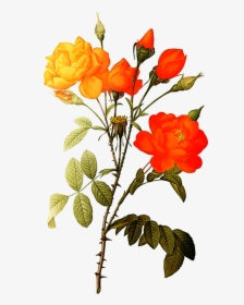 Rose Botanical Illustration Free, HD Png Download, Transparent PNG