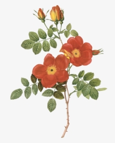 Antique Print 1959 Roses Flowers Rosa Eglanteria Punicea - Pierre Joseph Redoute, HD Png Download, Transparent PNG