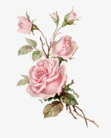 #roses #flowers #flores #rosas #aesthetic #vintage - Pink Roses Transparent Background, HD Png Download, Transparent PNG