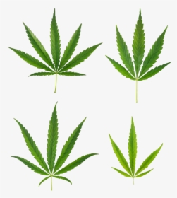 Transparent Background Marijuana Leaf Png, Png Download, Transparent PNG