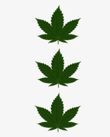 Cannabis Leaf Png, Transparent Png, Transparent PNG