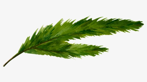 Un Green Split Leaf Png Transparente - Cannabis, Png Download, Transparent PNG