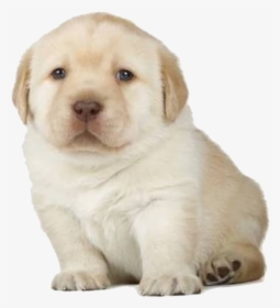 Golden Retriever Puppy Stages, HD Png Download, Transparent PNG
