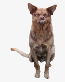 #chilaquil #perro #funny #dog - Chilaquil Png, Transparent Png, Transparent PNG