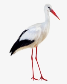Stork Png, Transparent Png, Transparent PNG