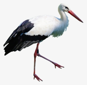 Stork Standing Png Image - Portable Network Graphics, Transparent Png, Transparent PNG