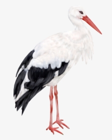 Stork Png - Журавль Рисунок Пнг, Transparent Png, Transparent PNG