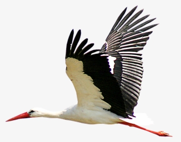 White Stork Portable Network Graphics Bird Clip Art - Stork Png, Transparent Png, Transparent PNG