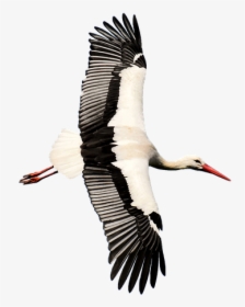 Stork, Transparent, Rattle Stork, Nature, Isolated - White Stork, HD Png Download, Transparent PNG