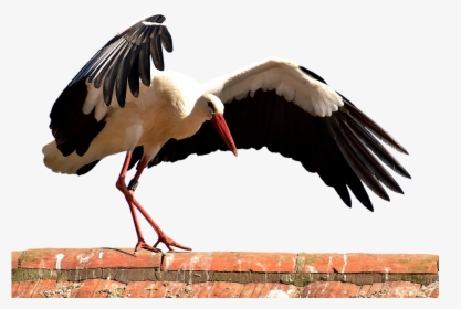 Stork, Bird, Flying, Plumage, Nature, Animal World - Птица Музыка, HD Png Download, Transparent PNG