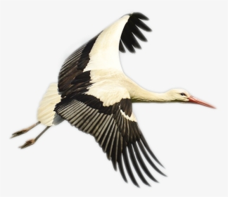 Stork Png Image - Bird Storks, Transparent Png, Transparent PNG