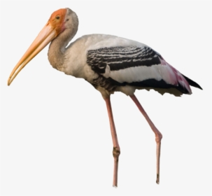 Stork, - Painted Stork Bird Png, Transparent Png, Transparent PNG