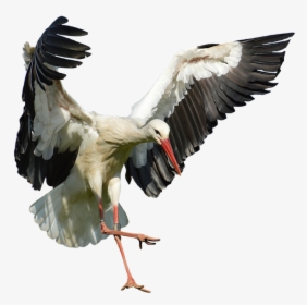 Transparent Stork Png - Elegant Feather Fly Stork, Png Download, Transparent PNG