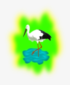 Stork In Water Clipart, HD Png Download, Transparent PNG