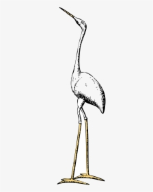 Tall Stork, HD Png Download, Transparent PNG