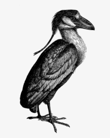 2073 Heron Free Vintage Clip Art - Black And White Clipart Kingfisher, HD Png Download, Transparent PNG