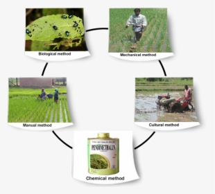 Weed Management In Rice, HD Png Download, Transparent PNG