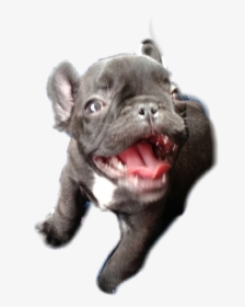 #mw3 - French Bulldog, HD Png Download, Transparent PNG