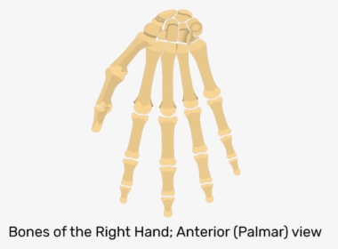 Palmar View Of Hand And Wrist Bones - Hand And Wrist Bones Unlabeled, HD Png Download, Transparent PNG