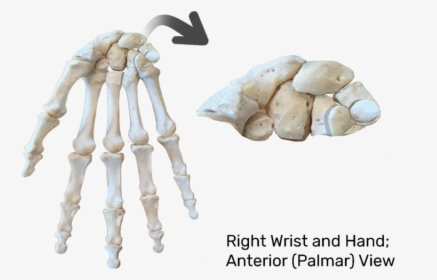 Anterior View Of Skeleton - Carpels Bone, HD Png Download, Transparent PNG