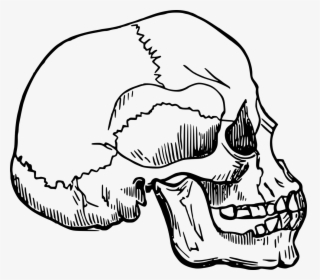 Line Art,head,skull - Homo Sapien Sapien Drawing, HD Png Download, Transparent PNG
