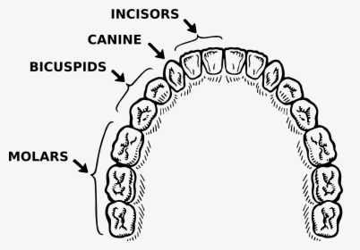 Vector Library Stock Teeth Annotated Big Image Png - Teeth Parts Of Black And White, Transparent Png, Transparent PNG