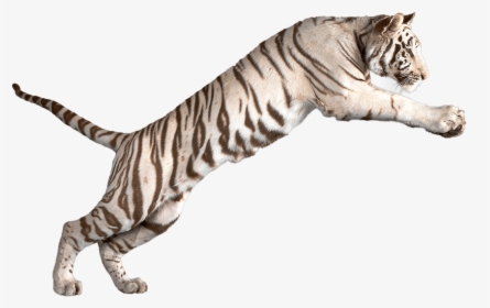 White Tiger Clipart Bengal Tiger - White Tiger No Background, HD Png Download, Transparent PNG