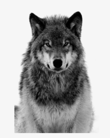Pull Canidae Arctic Material Dog Grey Tiger Clipart - Black And White Wolf Face, HD Png Download, Transparent PNG