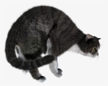 Cat, HD Png Download, Transparent PNG