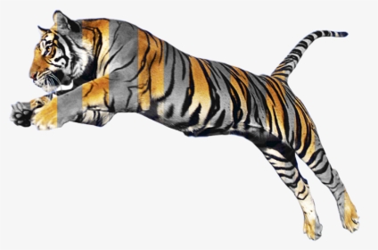 Animal Morphing, HD Png Download, Transparent PNG