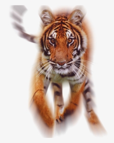 Tiger Running Png Hd, Transparent Png, Transparent PNG