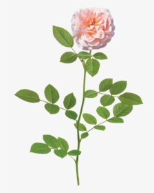 Light Flower Background Png Photo - Apricot Drift Rose, Transparent Png, Transparent PNG
