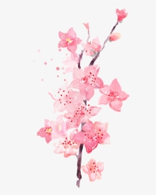 Watercolor Plum Blossom Transparent Decorative - Watercolor Pink Flower, HD Png Download, Transparent PNG