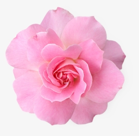 Transparent Pink Flower Png, Png Download, Transparent PNG