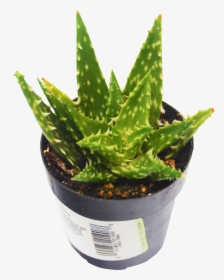 1 Pack Minnie Belle Hybrid Aloe Vera Succulent - Aloe, HD Png Download, Transparent PNG