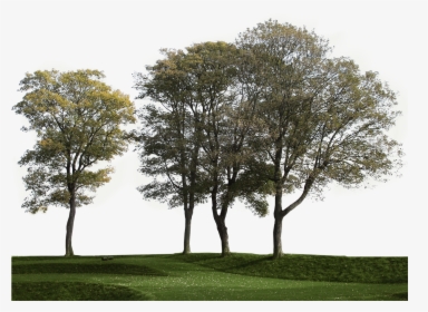 Transparent Group Of Trees Png - Big Tree Cut Out, Png Download, Transparent PNG