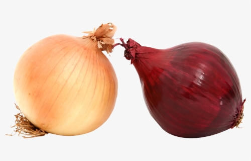 Transparent Onions Clipart - Yellow Onion, HD Png Download, Transparent PNG