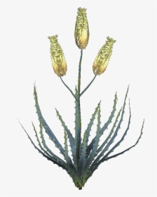 Elder Scrolls - Aloe Flower Png, Transparent Png, Transparent PNG